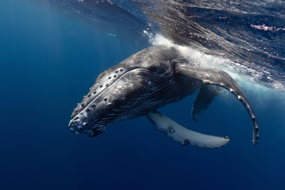 Close-up of a humpback whale underwater.