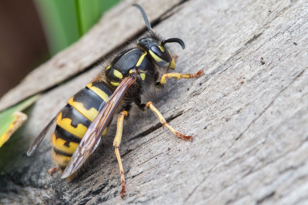 Wasp that has landed a tree trunk.