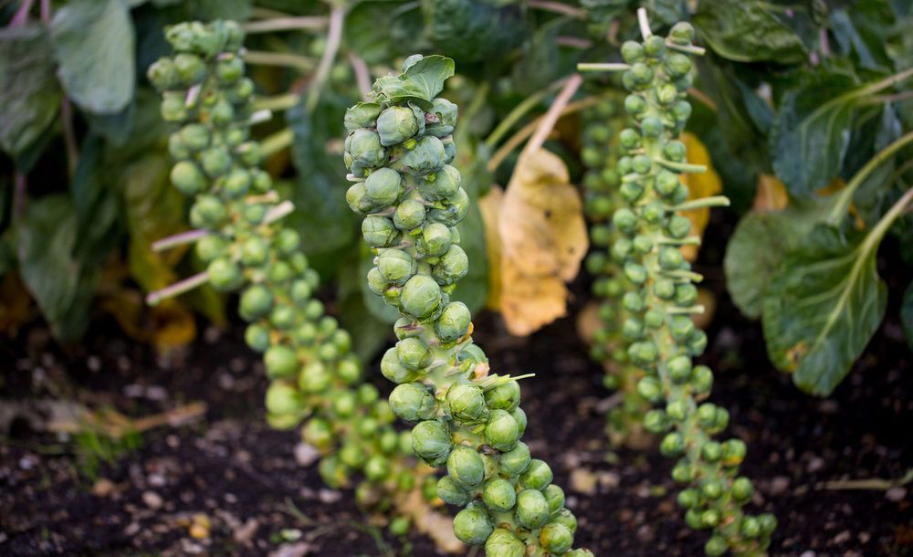 Brussels sprouts