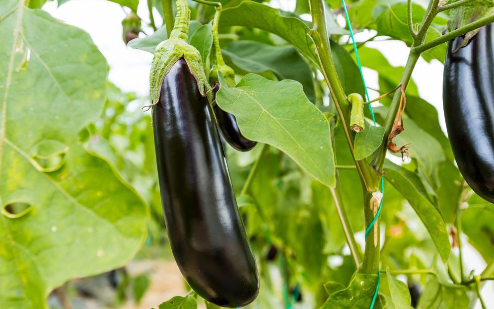 Eggplant