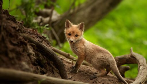 Side-view of a baby fox in a forest.
