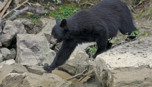 Black bear walking on rocks by a river.