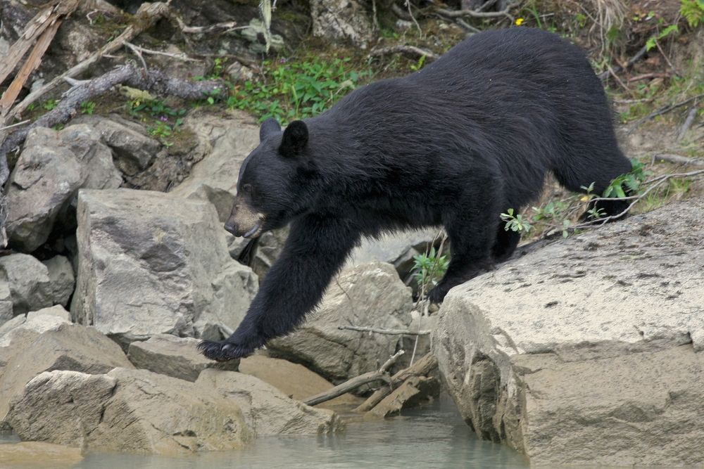 Black bear walking on rocks by a river.