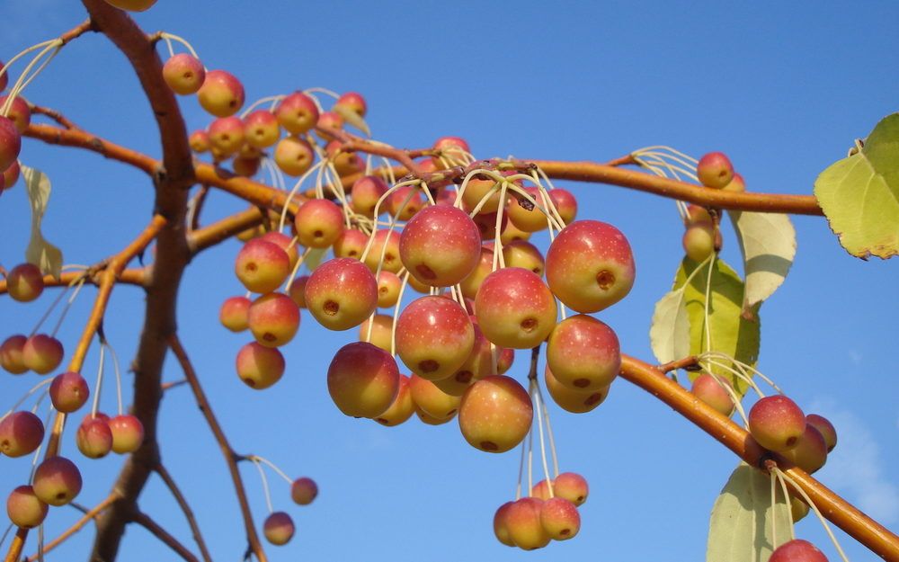 Crabapples