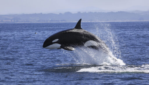 Orca jumping out of water.