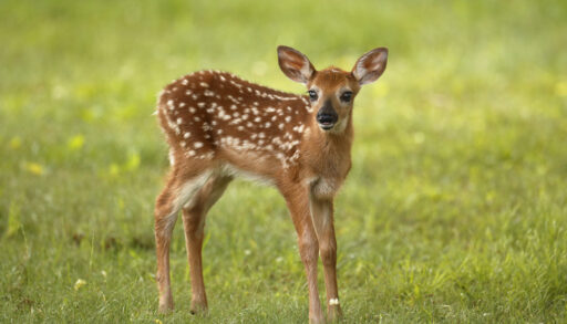 Spotted brown fawn standing in a grassy field.