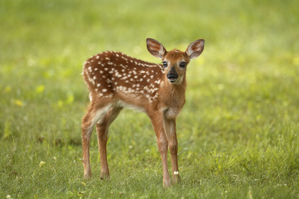 Spotted brown fawn standing in a grassy field.