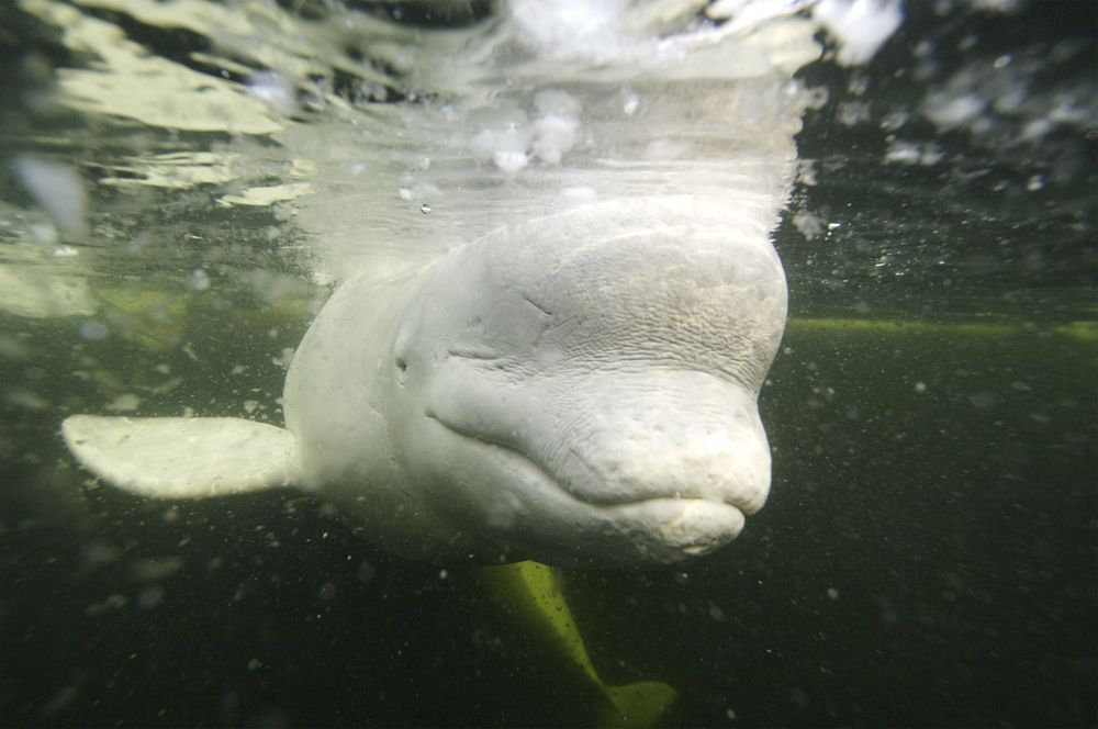 Beluga whale under green-tinted water.