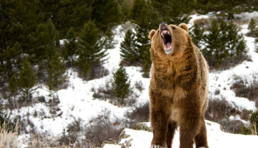 Roaring large grizzly bear standing in a snowy forest.