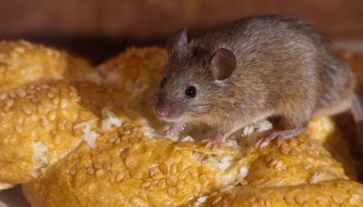 Mouse on a loaf of bread.