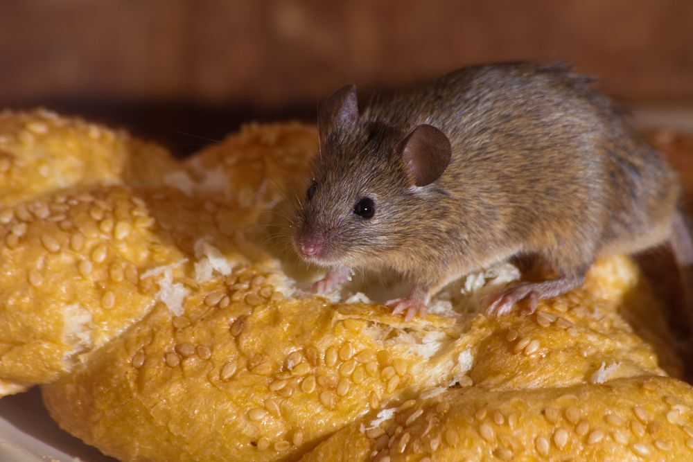 Mouse on a loaf of bread.