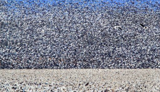 Geese on ground and in sky