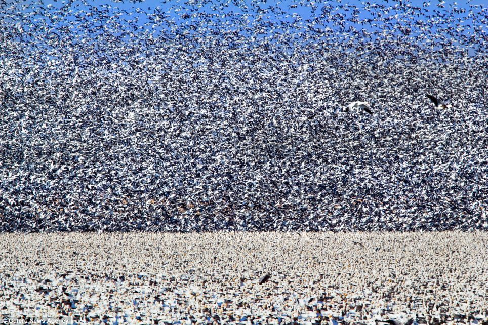 Geese on ground and in sky
