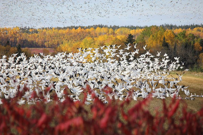 snow geese flying in foreground and background