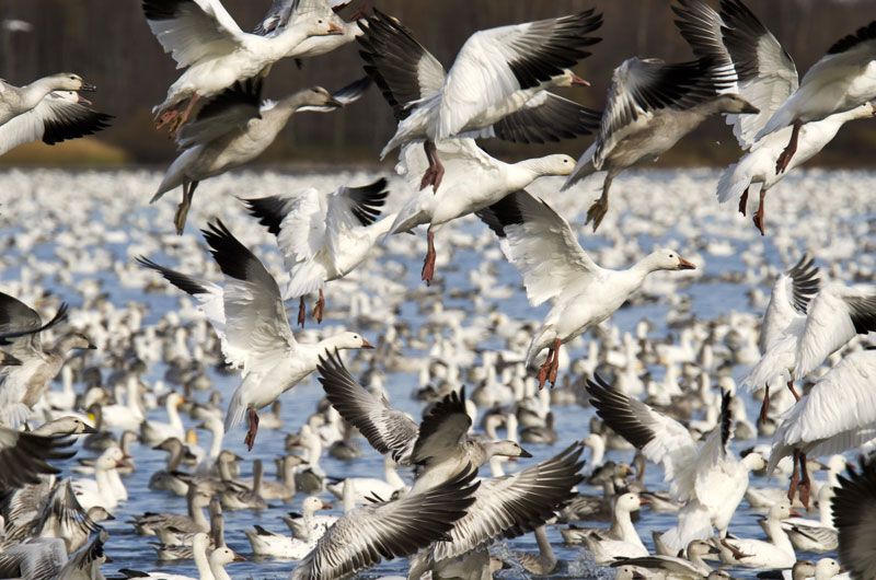 Snow geese on a lake