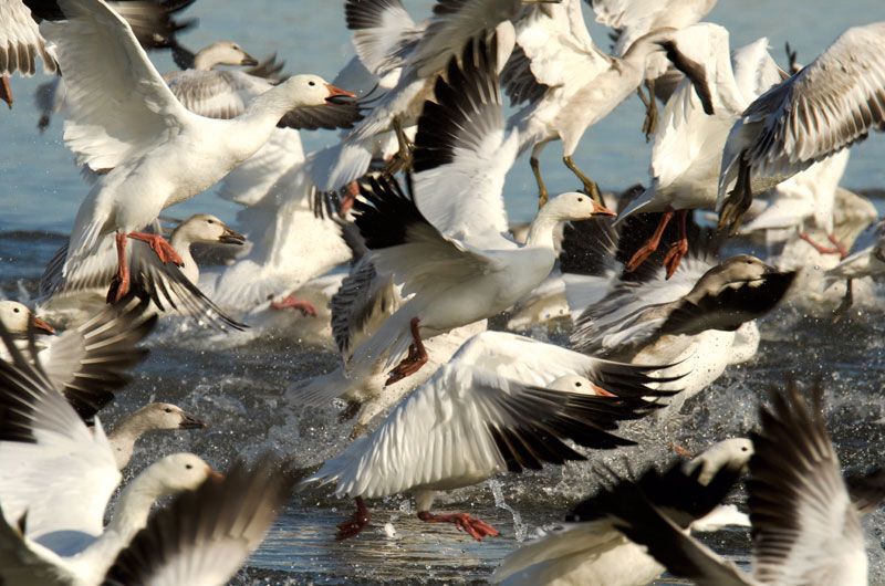 Snow geese taking off