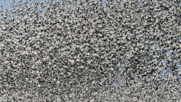 incredibly dense cloud of snow geese