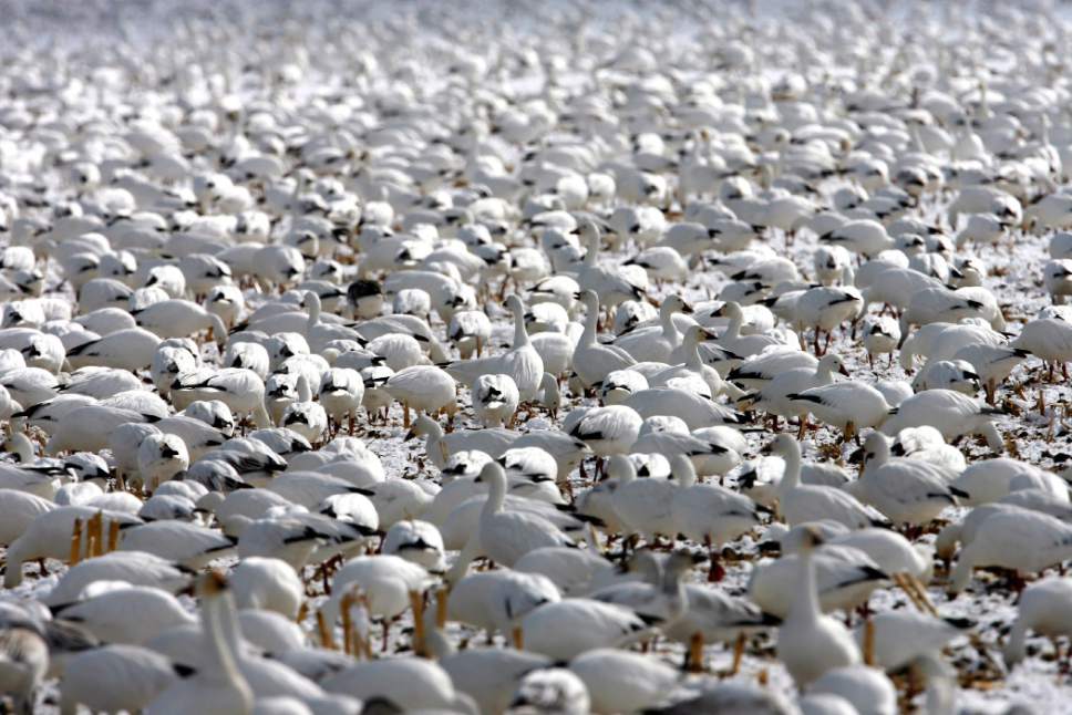 Snow geese on the ground