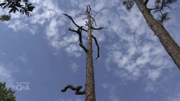 dead tree on your property