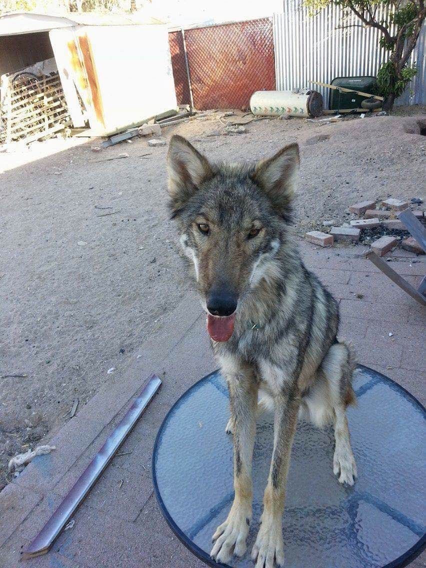 Neo the wolf-dog sitting