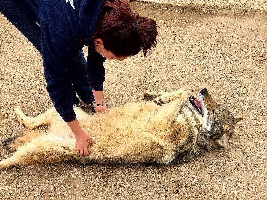 Neo gets a belly rub