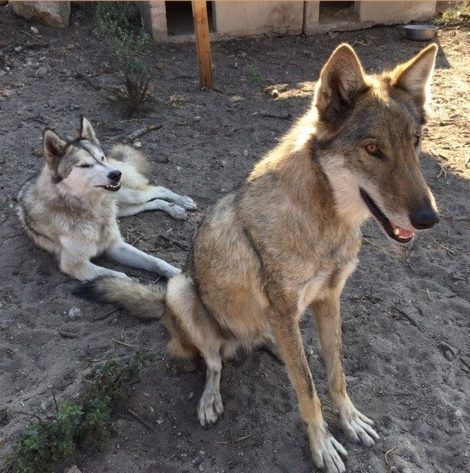 Neo with another wolf-dog