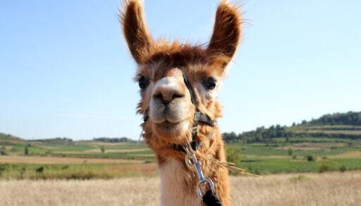 Brown and white llama in a field.