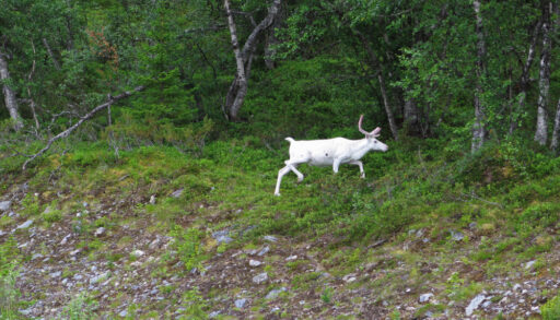 Rare albino moose trotting into a forest.