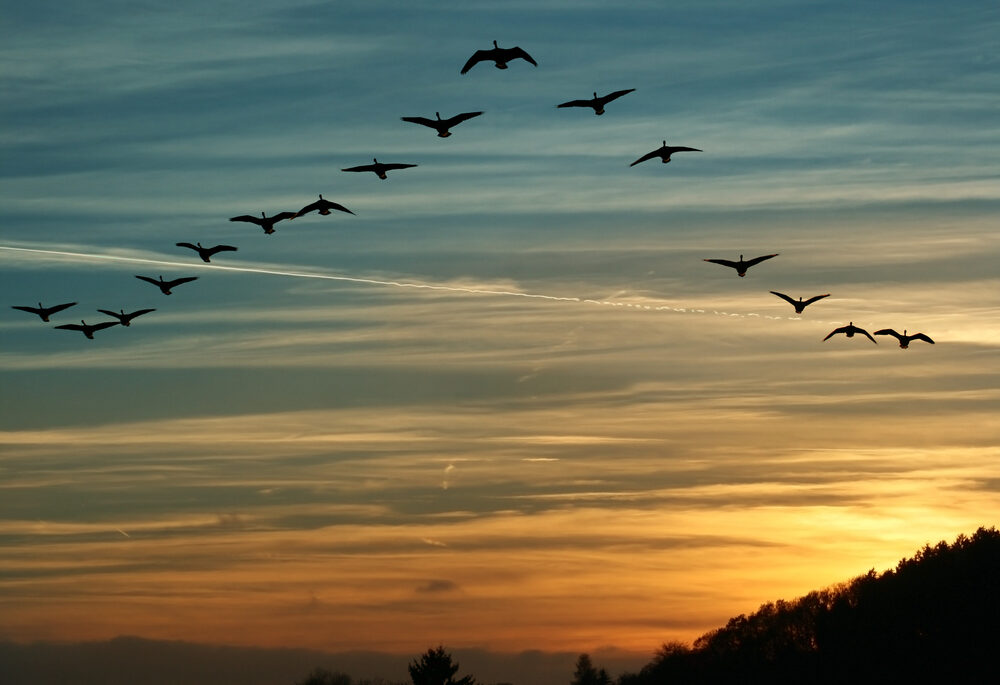 flock of migrating canada geese flying at sunset in a V formation