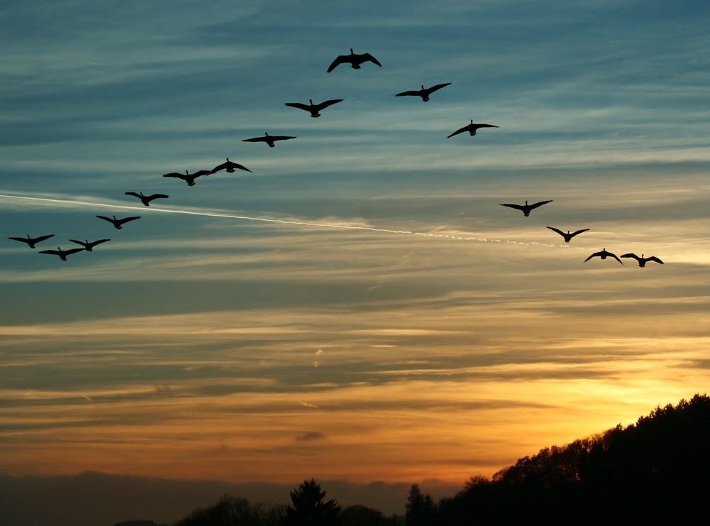 flock of migrating canada geese flying at sunset in a V formation