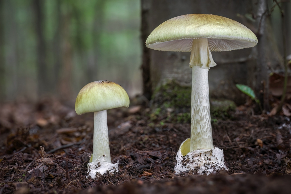 Death cap mushrooms growing in a forest. White in colour with hints of green and yellow.