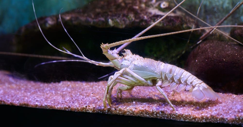Albino lobster in a tank with pink rocks.
