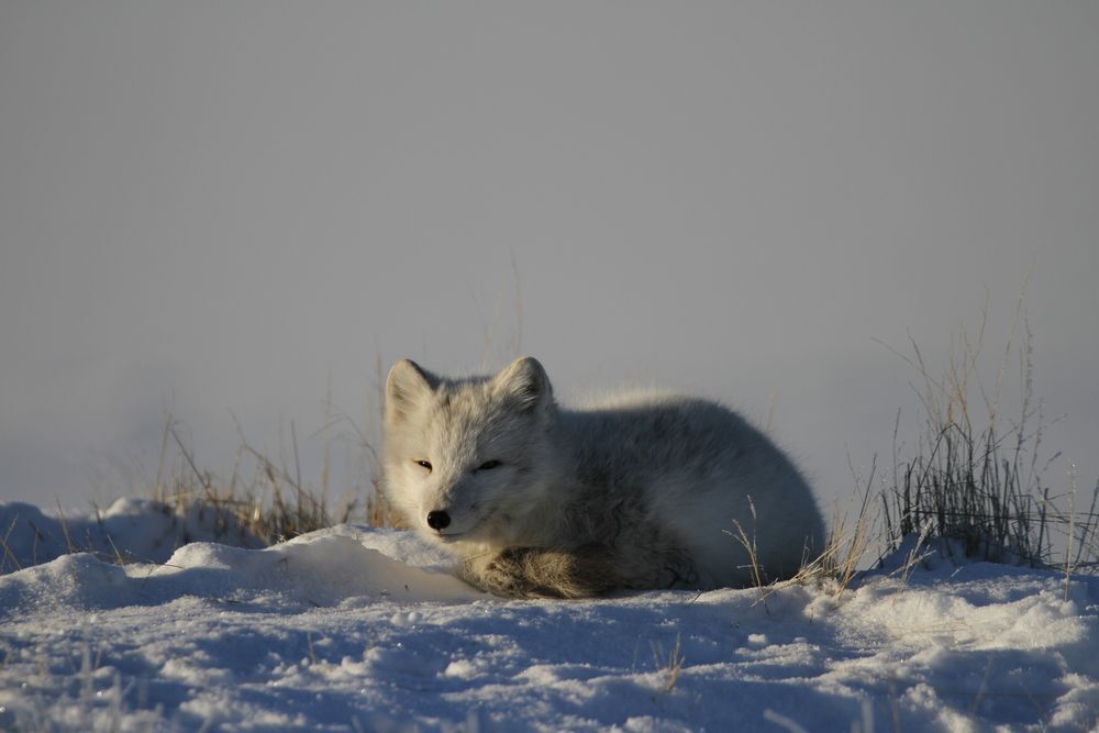 White and grey arctic fox curled up in a snow.