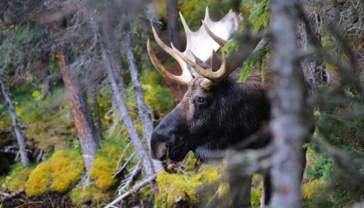 Large dark brown moose peering out from the trees.