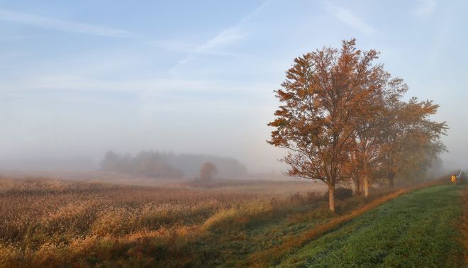 trees overlooking a farm field