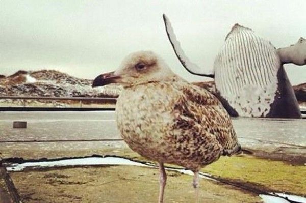 Seagull with whale jumping behind