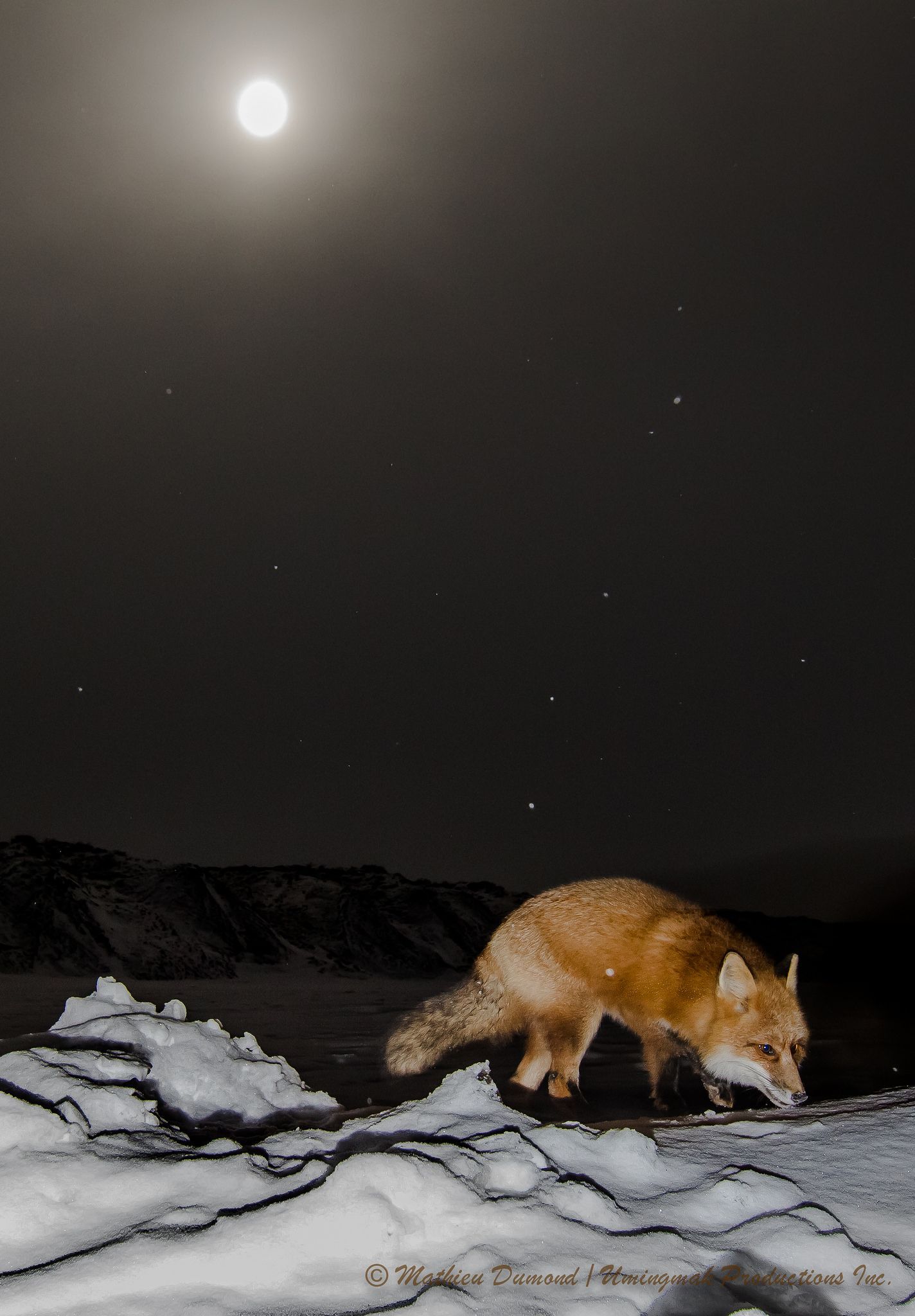 Fox beneath moon