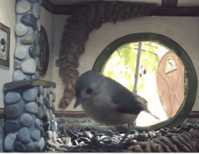 bird approaching tiny fireplace