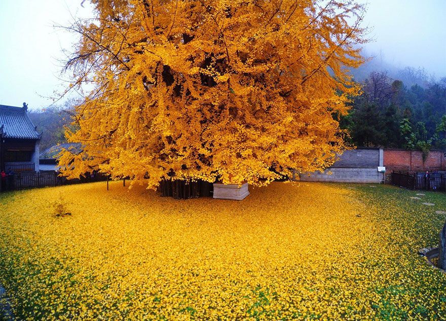 gingko tree surrounded by yellow leaves