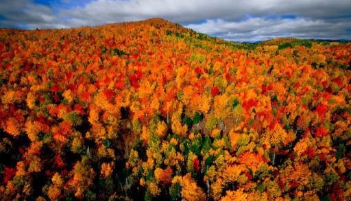 Colourful forest from above