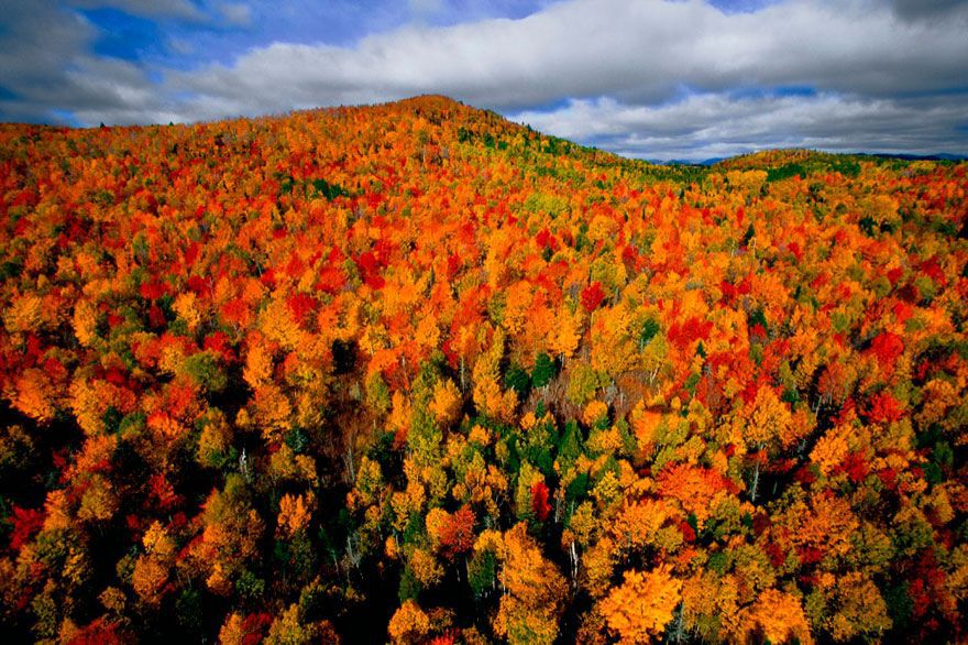 Colourful forest from above