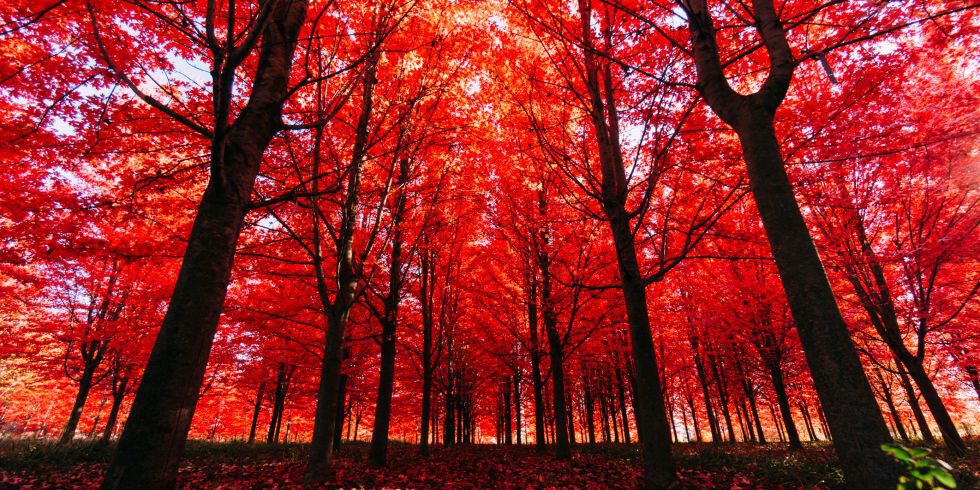 forest with red leaves