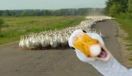 Duck in front of a large group of ducks