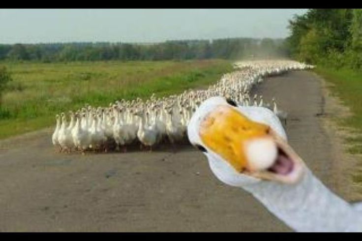 Duck in front of a large group of ducks