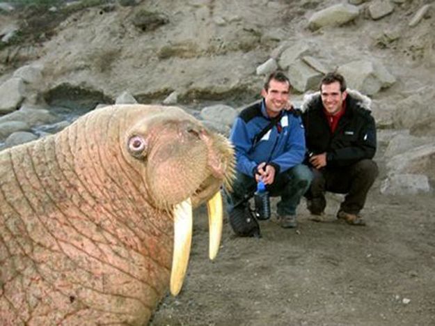 walrus in front of two men on rocks