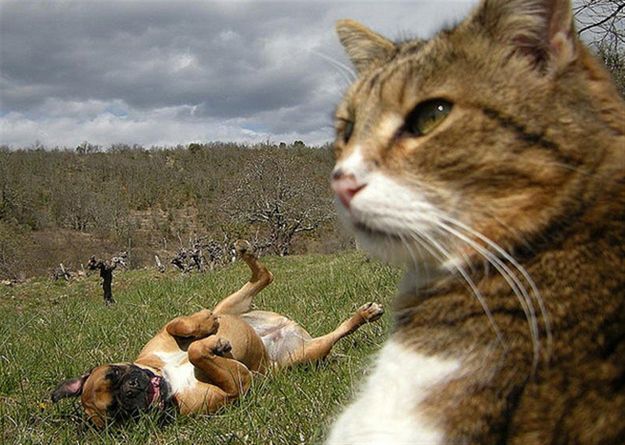 Dog rolling behind serious cat