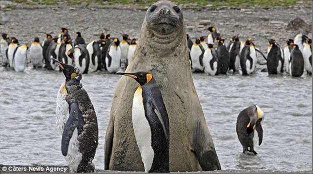 giant seal behind penguins