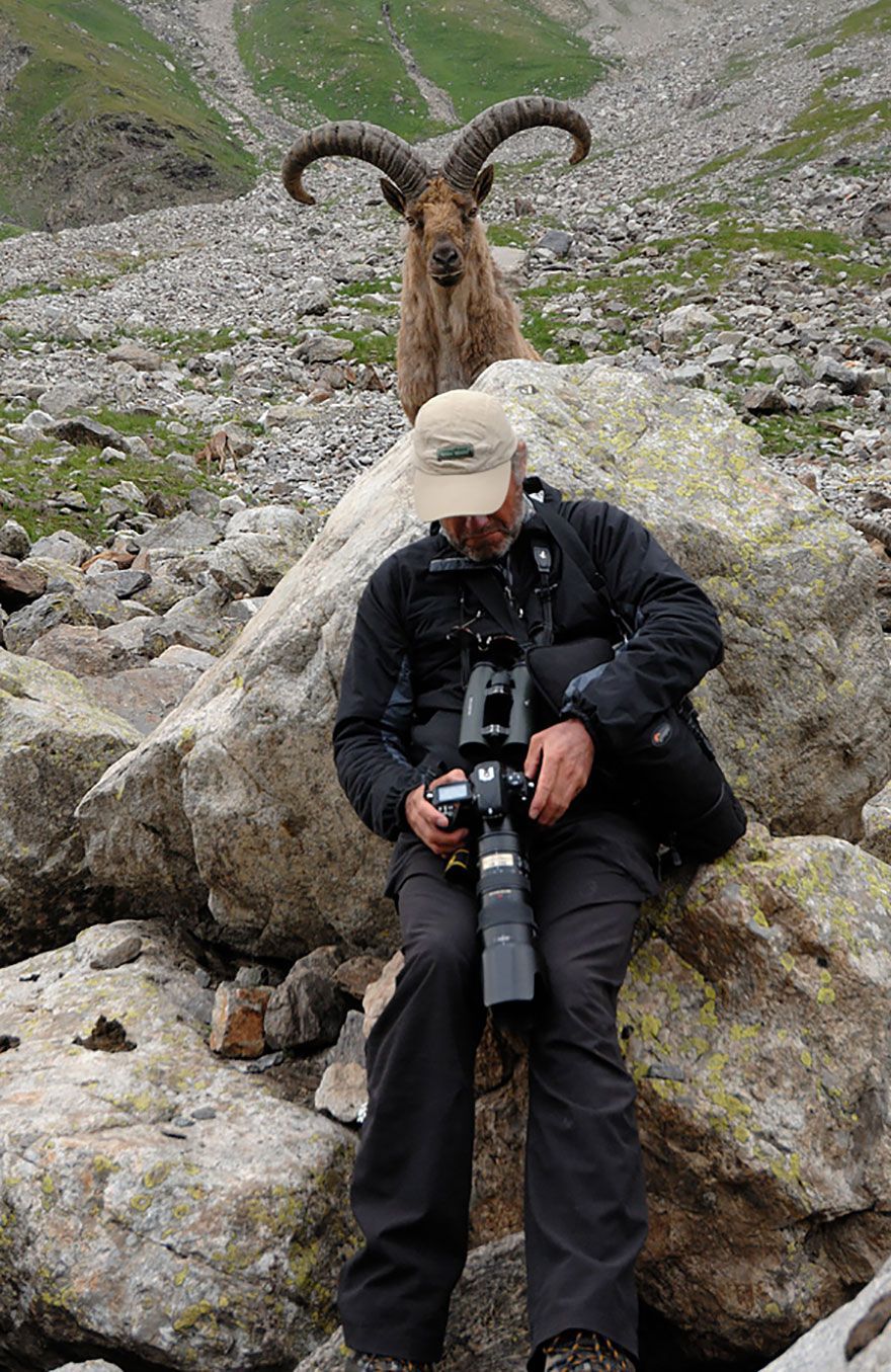 mountain goat behind a man looking at his camera