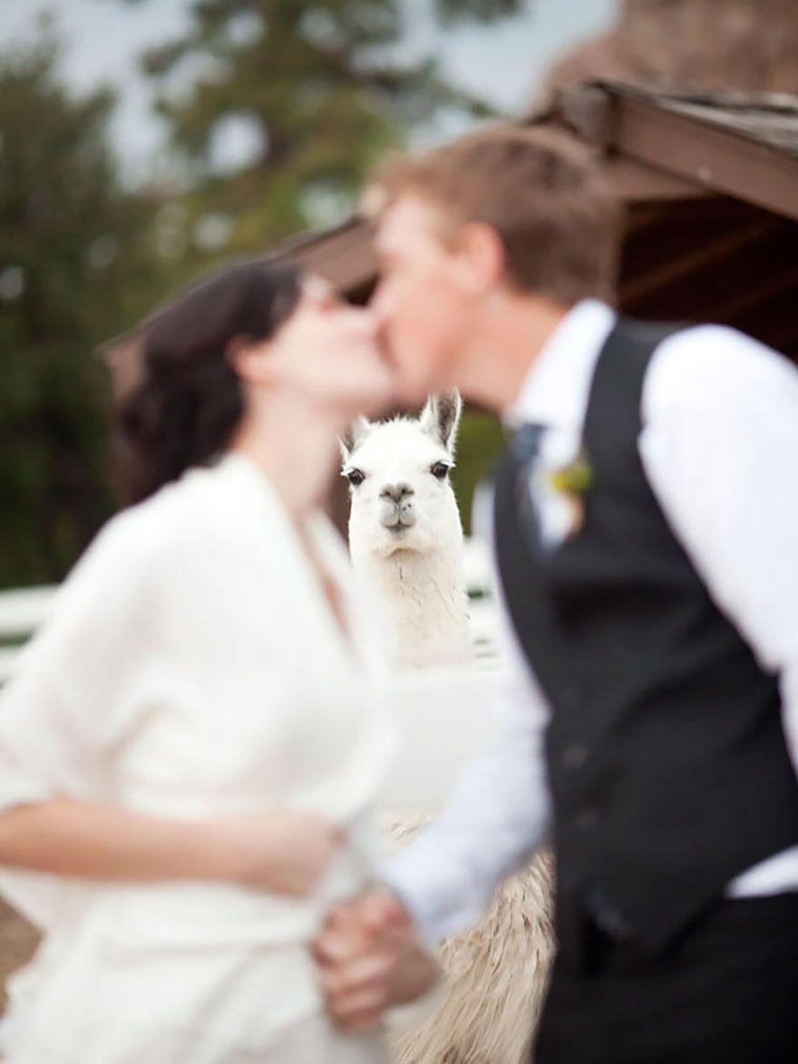 Llama behind a couple kissing