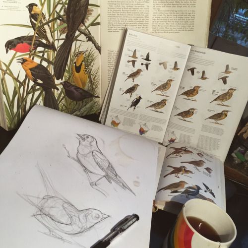 Pencil drawing of birds